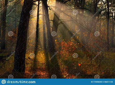 Sun Rays Play In The Branches Of Trees Autumn Forest Autumn Colors