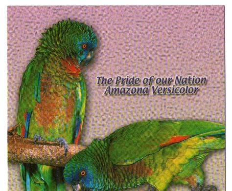 Postcards Journey Saint Lucia National Bird