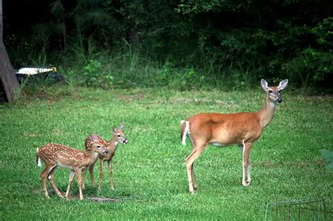 How Does A Mother Deer Find Her Fawn After Hiding It World Deer