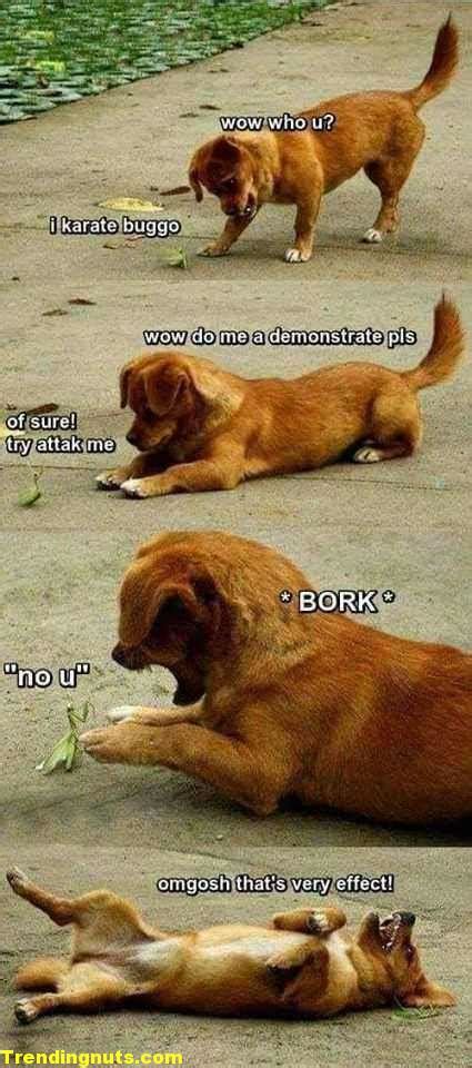 Karate Buggo Vs Doggo Funny Dog Memes Trending Nuts