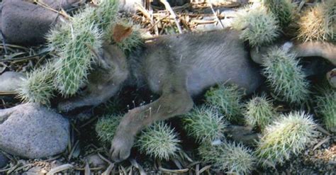 Para comenzar en el proceso de como cuidar un cactus, el tamaño será lo mas pequeño que sea posible. Cachorro Fue Sepultado En Cactus, Pero Cuando Es Rescatado ...