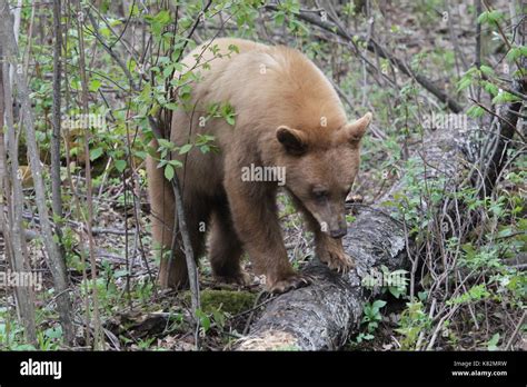 Long Bear Claws Hi Res Stock Photography And Images Alamy