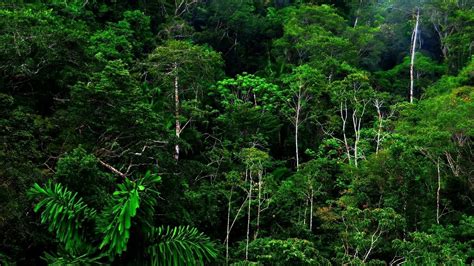 Rain Forest Background 43 Images