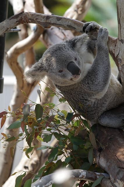 Koala Close Up Fur · Free Photo On Pixabay