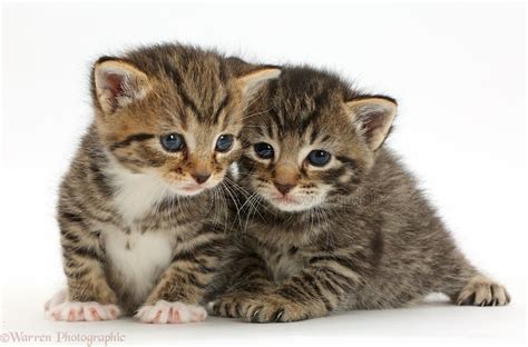 Baby Tabby Kittens