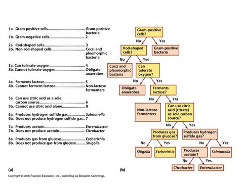 Bacteria Dichotomous Key Worksheet Printable Worksheets Are A