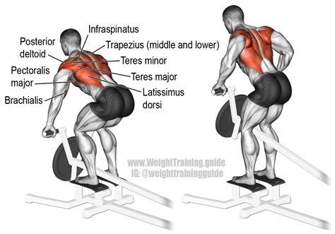 T Bar Row Exercise Instructions And Video Weight Training Guide Musculation Musculation Dos