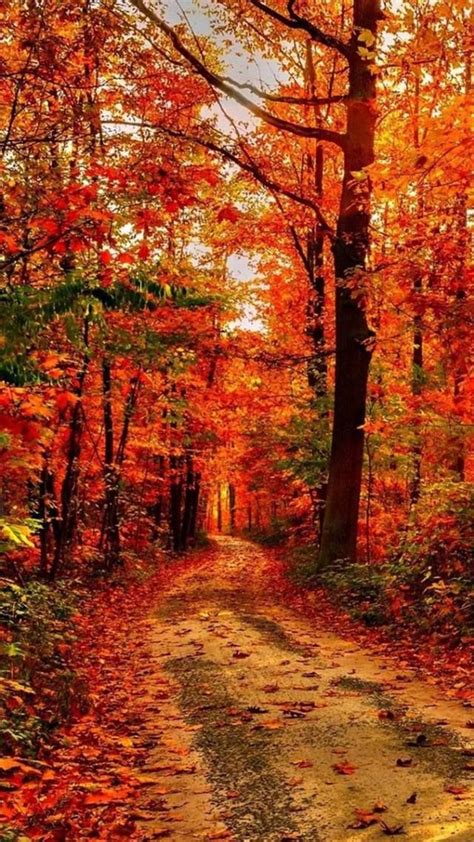 Pin By Nancy Wallace On Fall Autumn Scenery Autumn