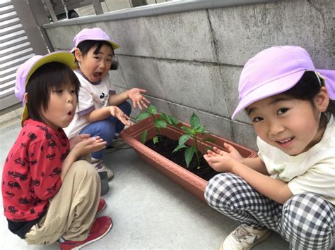 野菜栽培、始めました🍅🍆🥒｜さくらさくみらい｜石神井公園ブログ