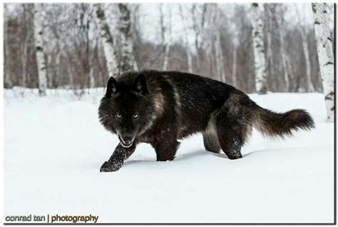 Mystic Black Wolf Wolf Dog Black Wolf Wolf Spirit Animal
