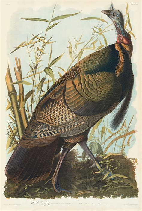 Audubon Bien Edition Pl 287 Wild Turkey Bien Edition Oppenheimer