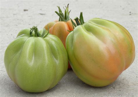 Pear shaped tomato 112SA346: season report - Linea Professionale