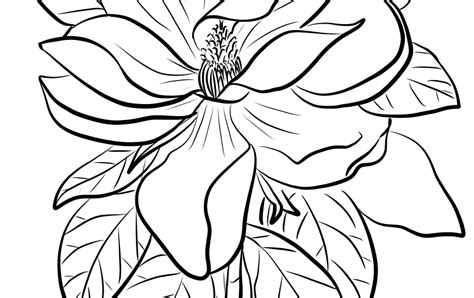 Magnolia Coloring Page At Free Printable Colorings