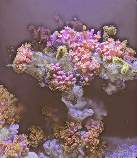 Fluorescent Corals 6 Photograph By Gires Usup Fine Art America