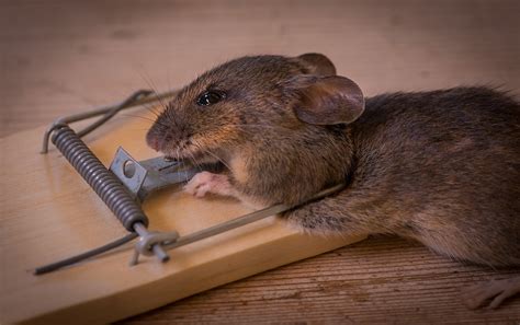 Comment tuer une souris Astuces et méthodes efficaces