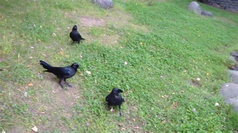 Japanese Ravens Youtube