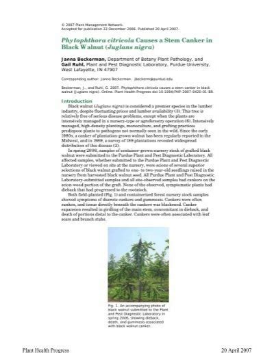 Phytophthora Citricola Causes A Stem Canker In Purdue University