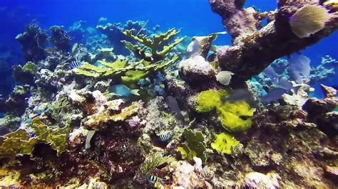 4k The Most Beautiful Coral Reefs And Undersea Creature On Earth