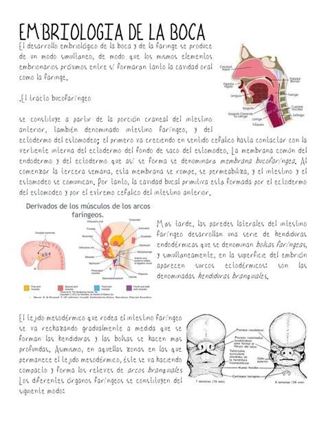 Cavidad oral EMBRIOLOGIA DE LA BOCA El desarrollo embriológico de la