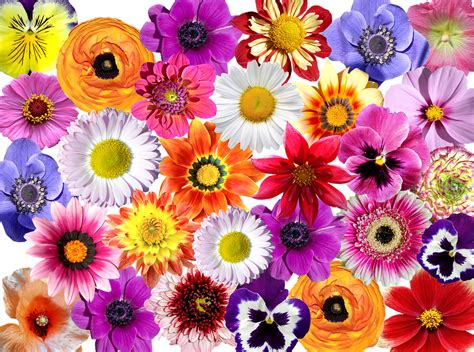 Flowers Flower Colorful · Free Photo On Pixabay