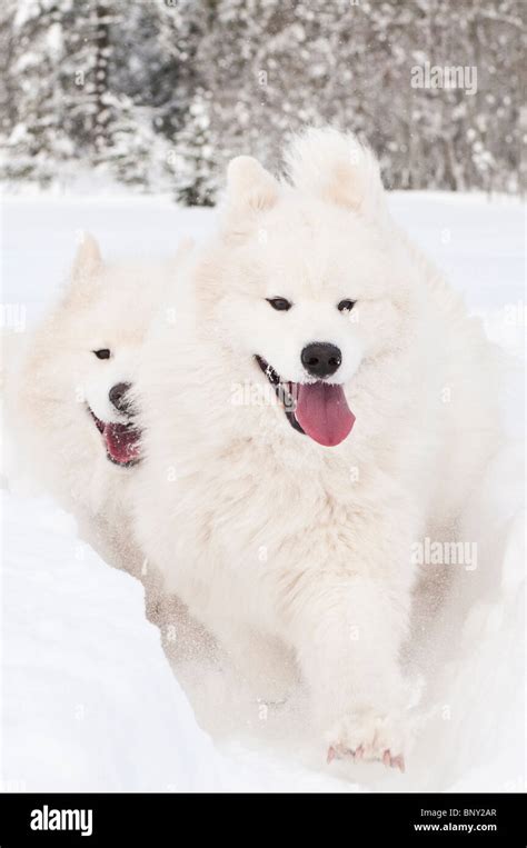 Samoyed Dogs Hi Res Stock Photography And Images Alamy
