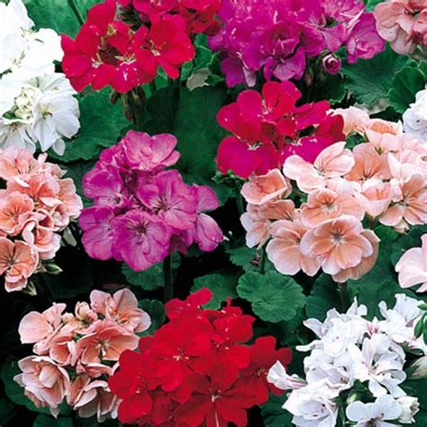 Bedding Geraniums 6 Pack Monkton Elm Garden Centre Taunton