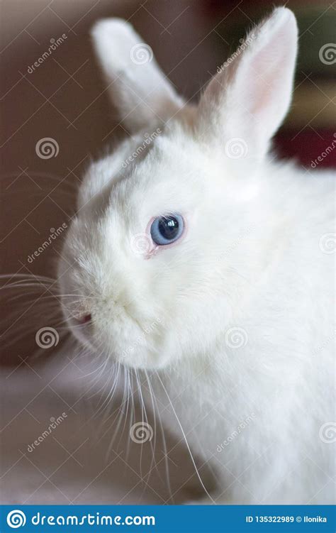 Portrait Of White Rabbit With Blue Eyes Stock Image Image Of Inside