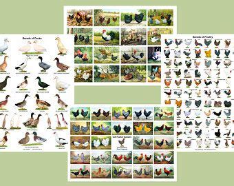 A Laminated Posters Breeds Of Poultry Different Posters Etsy