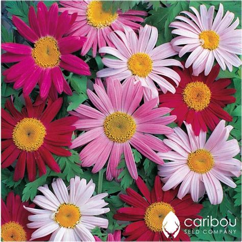 Caribou Seed Company Perennial Chrysanthemum Pyrethrum Daisy