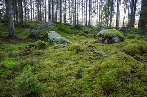 The Forest From The Ground Scenic Landscape Stock Image Image Of