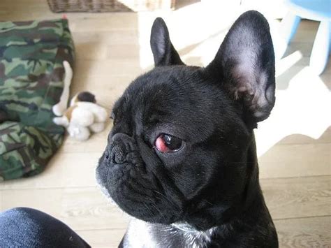 21 Most Common French Bulldog Health Problems