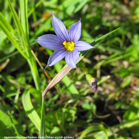 Blue Eyed Grass Sisyrinchium Montanum Weekly Weeder 48