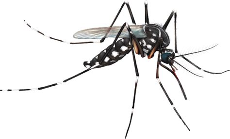 Mosquito Png Image With Transparent Background Free Png Images