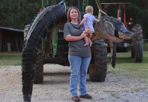 Massive 1000 Pound Alligator Harvested In Alabama Potential World Record Outdoorhub