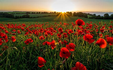 Download Wallpapers Poppy Field Sunset Meadow Poppies Evening