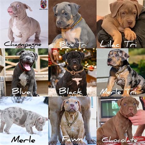 Merle Bully Color Chart