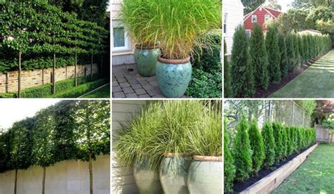 9 Ways To Use Plants To Create Privacy In Your Yard Privacy Landscaping