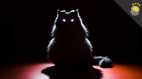 Cats Eyes Glowing In The Dark Scary Funny Cat Video Youtube