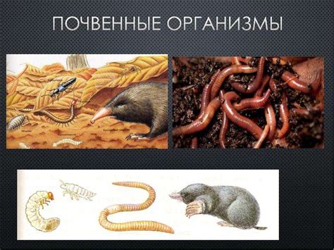 Почвенные организмы - презентация, доклад, проект скачать