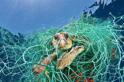 Impacts On Marine Animals Plastics In Oceans
