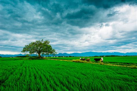 Jenis jenis awan, pengertian awan dan proses terbentuknya awan, itulah yang akan menjadi 3 point utama dalam pembahasan artikel kali ini yang bertemakan tentang awan. Gambar : pemandangan, horison, awan, langit, bidang, halaman rumput, fotografi, padang rumput ...