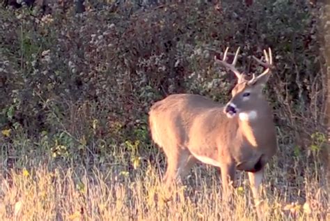 How to use buck in a sentence. The Facts and Truth About Culling Bucks - Deer and Deer ...