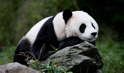 Wolong Panda Reserve Panda Pictures Photos And Photography