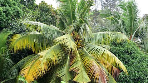 Most Common Palm Tree Diseases In Florida