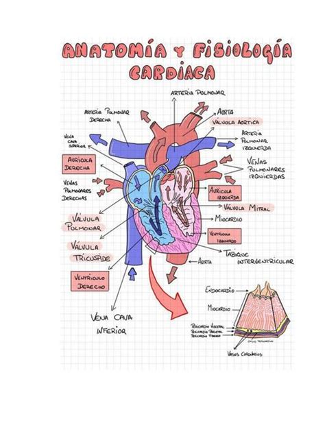 AnatomÍa Y FisiologÍa Cardiaca Apuntes De Cardiología Partes Del