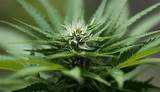 Kentucky Marijuana Legalization