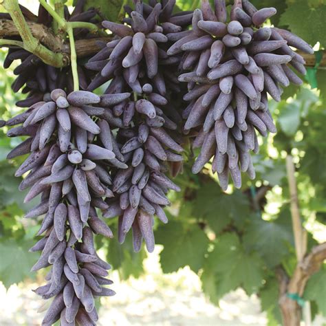 It grows in a temperate climate. lady finger grapes - Google Search | Plants, Fruit seeds, Grapes