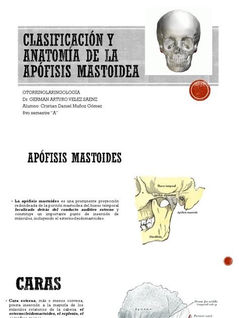 Clasificación Y Anatomía De La Apófisis Mastoidea Pdf Anatomía