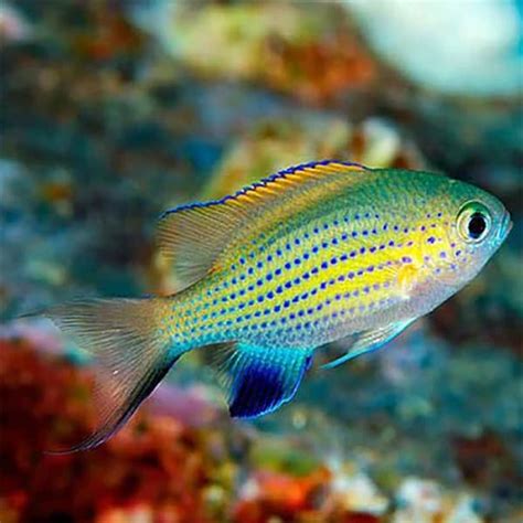 Chromis vanderbilt - Αquario.gr - Το καλύτερο ενυδρειακό κατάστημα