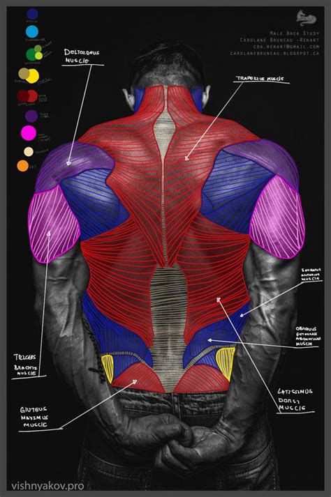 Male Back Anatomy Study By Lerenart On Deviantart Anatomy Anatomy